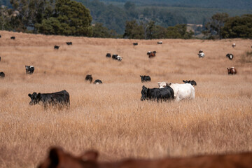 beautiful cattle in Australia  eating grass, grazing on pasture. Herd of cows free range beef being regenerative raised on an agricultural farm. Sustainable farming