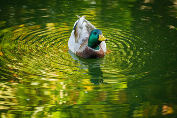Animal bird duck drake Anas platyrhynchos on water with coloured refelection