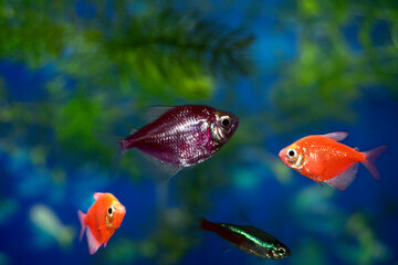 Aquarium  fish-ternetzi swim.  Purple and red fish. The Latin name Gymnocorymbus ternetzi. Close-up, blue background.