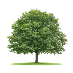 Fototapeta premium A vibrant green tree with a full canopy, isolated on a white background.