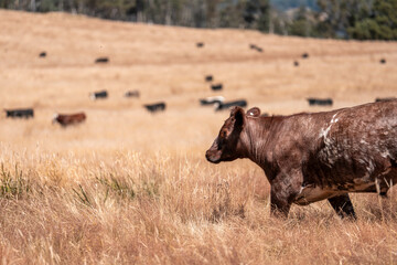 beautiful cattle in Australia  eating grass, grazing on pasture. Herd of cows free range beef being regenerative raised on an agricultural farm. Sustainable farming