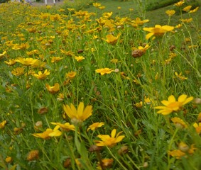 Fototapeta premium field of yellow flowers,beautiful garden flower field