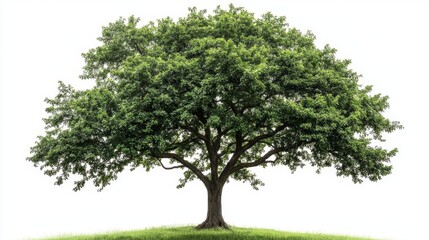 Majestic tree displaying abundant green leaves forest gigapixel image natural environment ground level view vibrant nature