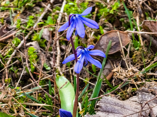 Scilla siberica first spring flowers grow in garden