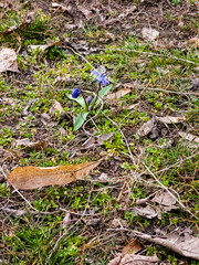 Blooming blue squill Scilla siberica in early spring