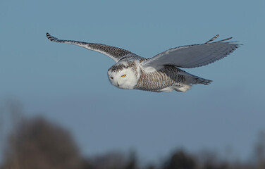 Snowy owl (Bubo scandiacus) flies low over hunting an open snowy field in winter in Ottawa, Canada	