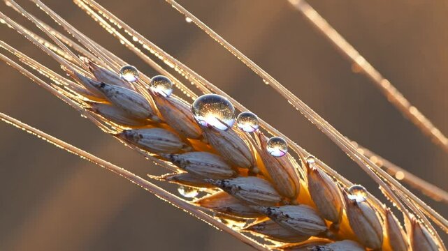 Golden wheat ear sparkling with morning dew, glistening under soft sunrise light, revealing delicate water droplets on agricultural landscape