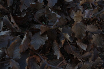 Brown dry leaves texture background wallpaper