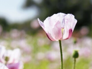 Purple poppy flower on a farmer's field. The farmland and nature beautiful that is sown and grown for the industry. An ecological environment and beautiful walking area.