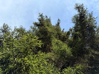 Fototapeta premium Spruce trees in conifer forest. 