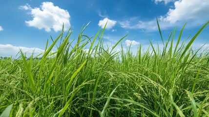 Obraz premium Vibrant Green Grass Field Under a Blue Sky with Clouds