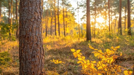 Fototapeta premium Golden Autumn Sunset in a Pine Forest