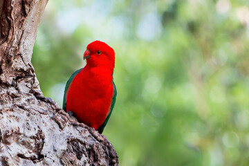 male king parrot 