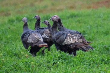 Wild turkeys in the fall, Sainte-Apolline, Québec, Canada