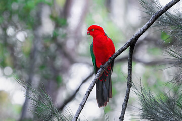 Male King Parrot 
