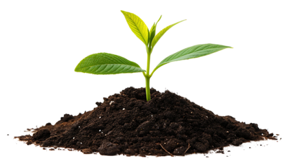  Young Green Plant Sprouting from Rich Soil on Transparent Background