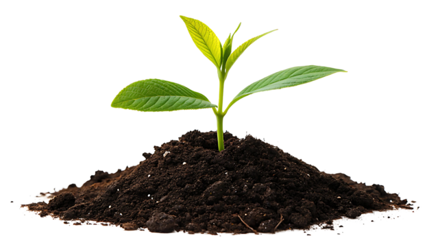  Young Green Plant Sprouting from Rich Soil on Transparent Background