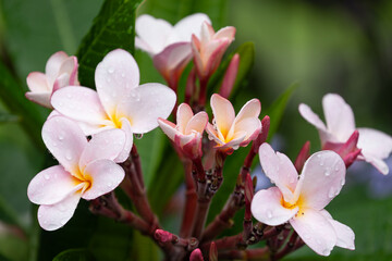 Fototapeta premium Plumeria rubra weiß-rosa-gelb - Frangipani, Tempelbaum, Wachsblume Plumeria rubra weiß-rosa-gelb - Frangipani, Tempelbaum, Wachsblume Plumeria rubra weiß-rosa-gelb - Frangipani, Tempelbaum,