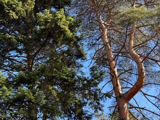 Pine forked tree in the forest.