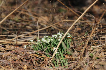 snowdrop three flowers against the background of trees. snowdrop (galanthus nivalis), flora, plant, moss. First snowdrops flowers of 2025. Beautiful spring floral background 
