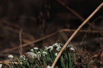 snowdrop three flowers against the background of trees. snowdrop (galanthus nivalis), flora, plant, moss. First snowdrops flowers of 2025. Beautiful spring floral background 
