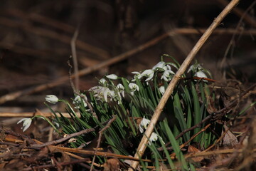 snowdrop three flowers against the background of trees. snowdrop (galanthus nivalis), flora, plant, moss. First snowdrops flowers of 2025. Beautiful spring floral background 
