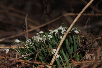 snowdrop three flowers against the background of trees. snowdrop (galanthus nivalis), flora, plant, moss. First snowdrops flowers of 2025. Beautiful spring floral background 
