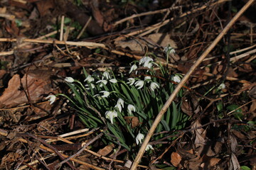 snowdrop three flowers against the background of trees. snowdrop (galanthus nivalis), flora, plant, moss. First snowdrops flowers of 2025. Beautiful spring floral background 
