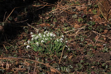 snowdrop three flowers against the background of trees. snowdrop (galanthus nivalis), flora, plant, moss. First snowdrops flowers of 2025. Beautiful spring floral background 
