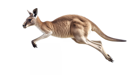 A dynamic kangaroo in mid-jump with its muscular legs extended isolated on a transparent background 