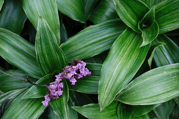 Obraz premium 熱帯植物の花と葉