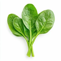 Obraz premium Fresh Green Spinach Bunch