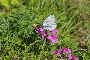 A butterfly (Aporia crataegi) on a pink flower (Silene dioica) in a meadow