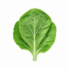 Fototapeta premium Vibrant Bok Choy Detail