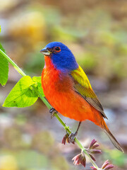 Painted Bunting (Passerina ciris)