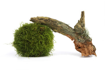 Natural Moss Ball and Weathered Driftwood  isolated on white background. Green Moss Sphere with Rustic Wood.