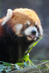 Fototapeta premium red panda