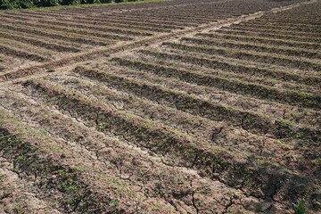 Young potato plants are planted in rows in the agricultural field, the field got cracked due to lack of water
