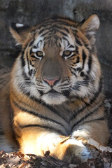 amur tiger cub