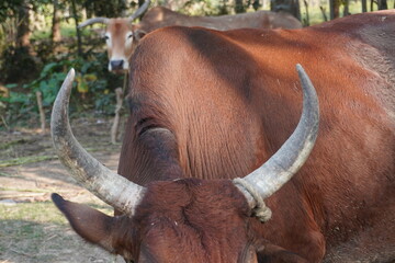 The big horns of a cow in close up