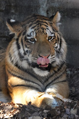 amur tiger cub
