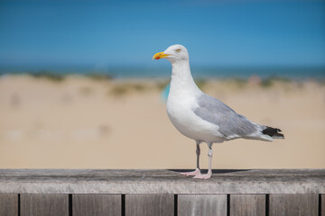 denmark beach with a gull on a bench