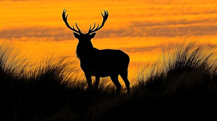 Majestic stag silhouette at sunset.