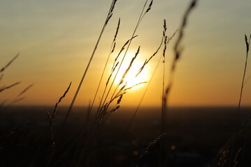 sunset in the field © Sajeesh