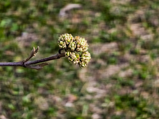 Flower buds of Viburnum rhytidophyllum in early spring.