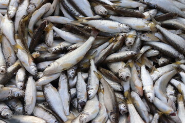 Fresh fish at the Banks of river Lohit in Arunachal Pradesh, India