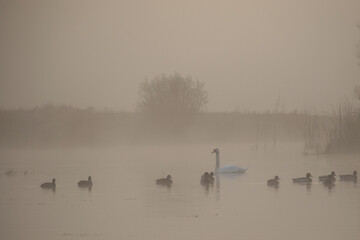 ducks on the lake