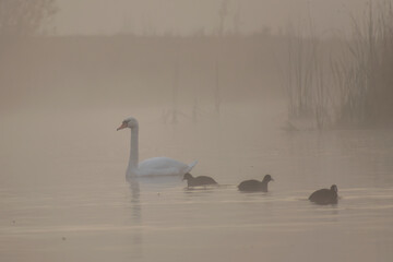swans on the river