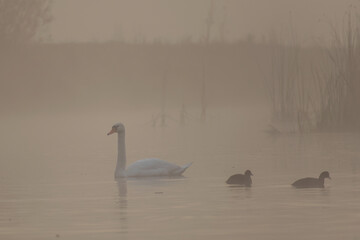 swans on the river