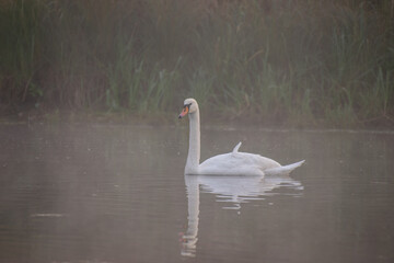 swan on the lake